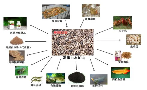 养殖场粪便处理新技术案例：黑水虻处理猪粪方案