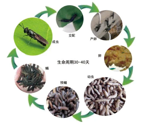 养殖场粪便处理新技术案例：黑水虻处理猪粪方案