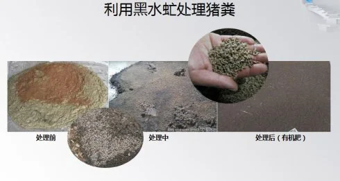 养殖场粪便处理新技术案例：黑水虻处理猪粪方案