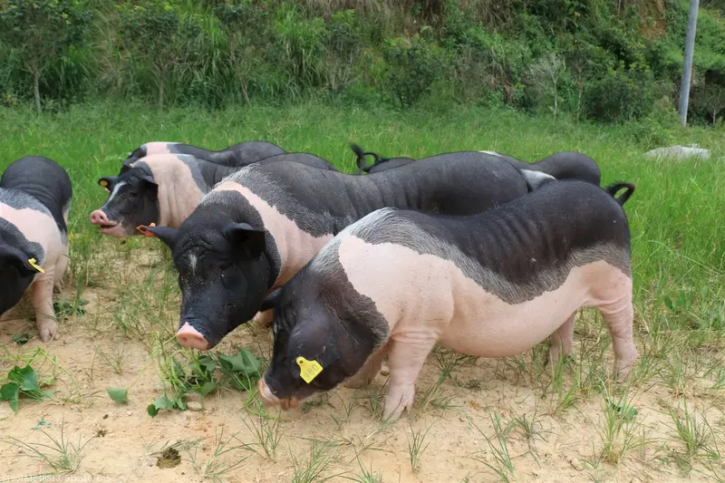 陆宝生态养殖陆川土猪--黄金扣肉