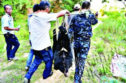 四人抬黑熊下山