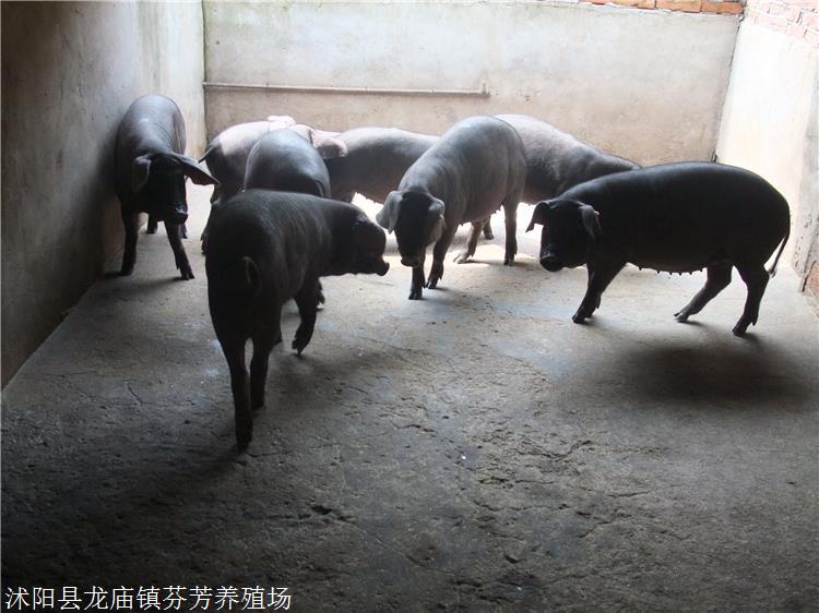 福建太湖猪原种场 苏太猪养殖场