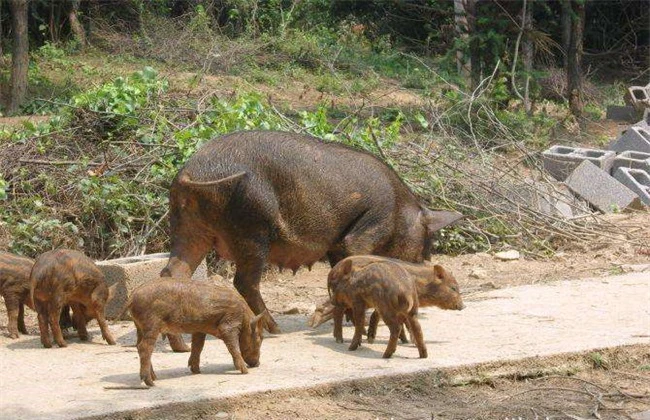 特种野猪 养殖 管理要求