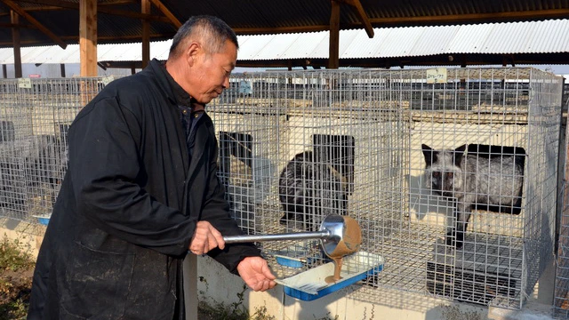 河北某野生动物养殖场。摄影/章轲