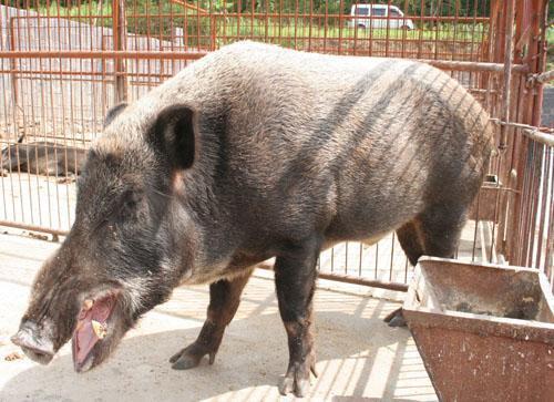 野猪养殖，农民致富新途径