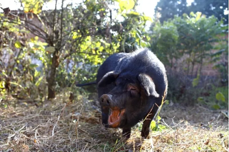 “臻土”生态猪