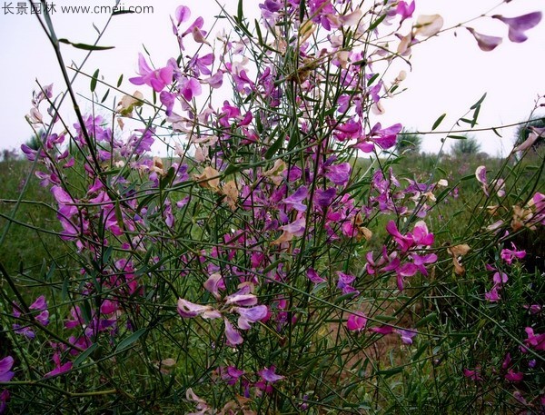 花棒开花图片