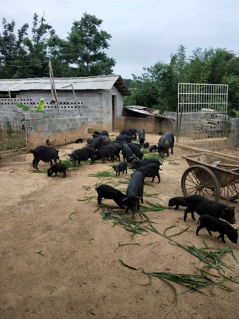 河北藏香猪养殖基地藏香猪怎么养殖免费提供技术