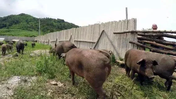 野猪养在深山，销路从哪来？