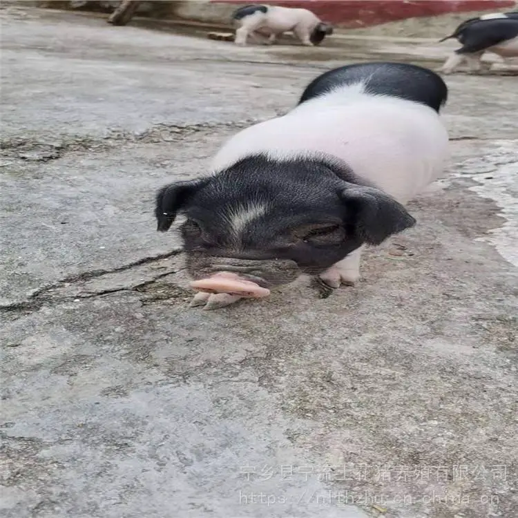 太湖猪 宁乡花猪 宁流 黑猪养殖 基地直供