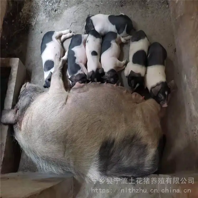 太湖猪 宁乡花猪 宁流 黑猪养殖 基地直供