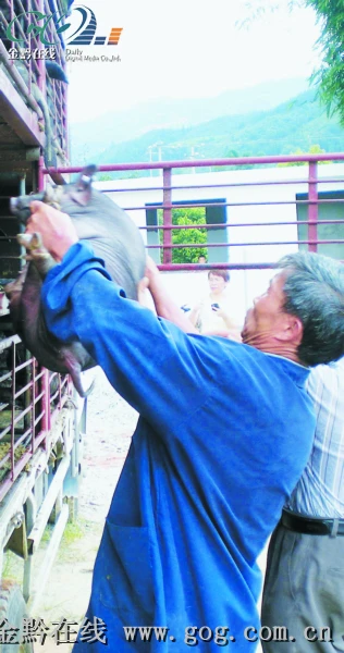 在从江香猪原种繁殖场，养殖工人正在将一头头香猪装车，运往青岛。