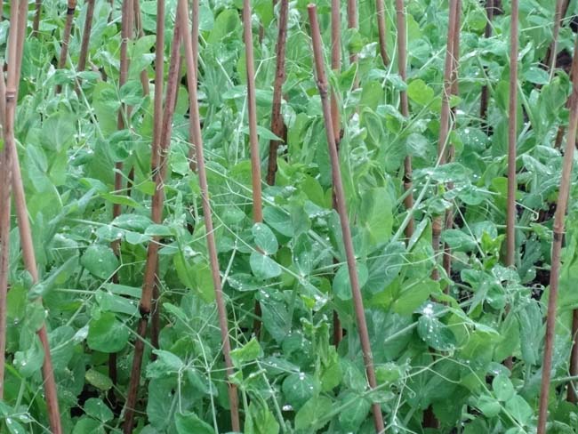 荷兰豆高产种植技术及田间管理