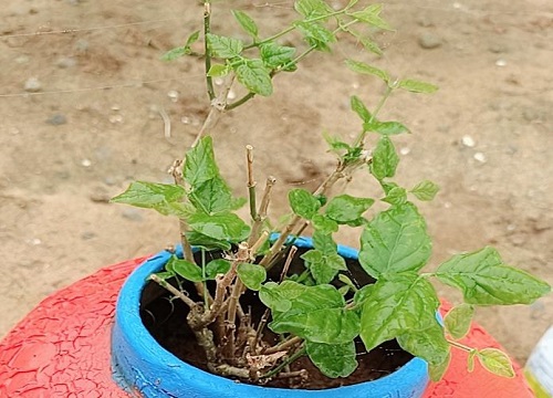 夏季茉莉花扦插如何修剪枝条