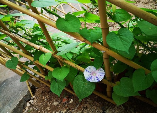 牵牛花怎么种植方法