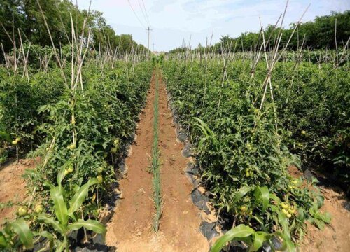 豆角为什么不开花不结果 豆角只开花不结荚怎么办