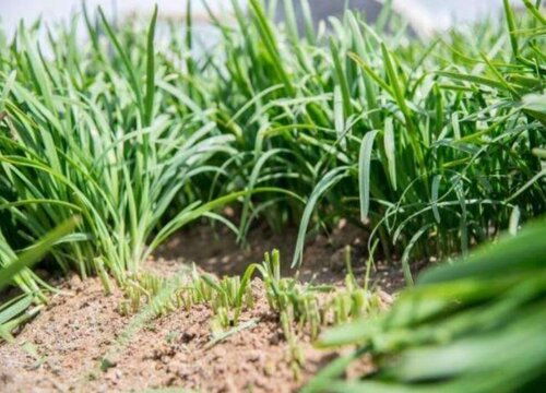 韭菜的种植与管理技术要点（露天韭菜如何管理才能高产）