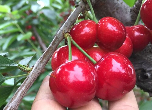 920赤霉素能保花保果吗（在大樱桃保花保果的使用方法）