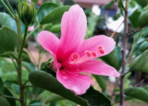 芙蓉花有花苞不开是怎么回事 （有花蕾但不开花解决窍门）