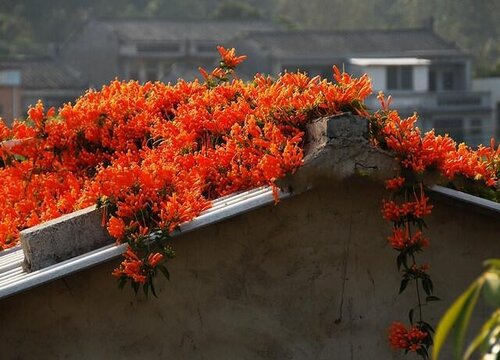 炮仗花和凌霄花的区别 有什么区别