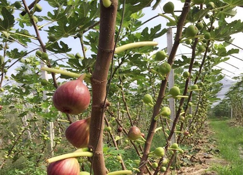 无花果什么时候种植容易成活 怎样栽培无花果树