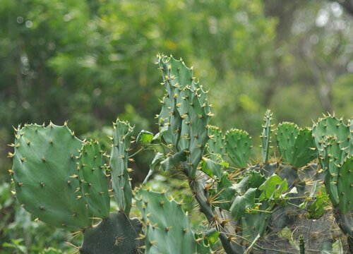 仙人掌促花需要怎么施肥