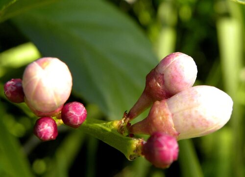 茶花的叶片花苞都慢慢枯萎是什么原因造成的