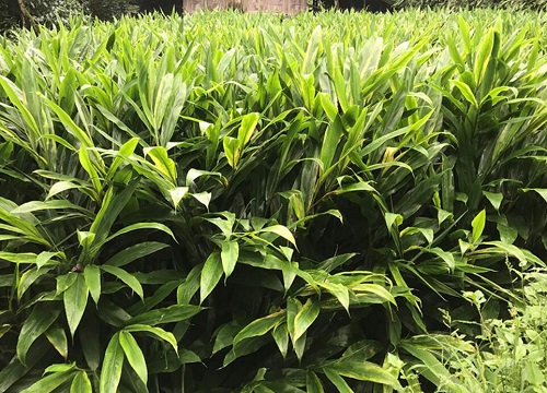 生姜什么时候种植最合适 生姜的种植方法及栽培技术