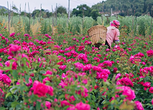 花卉种植