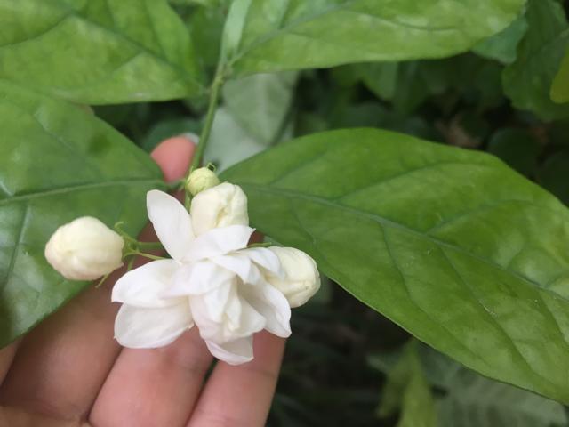 茉莉花适合种在什么地方（茉莉花种植在哪里最好）