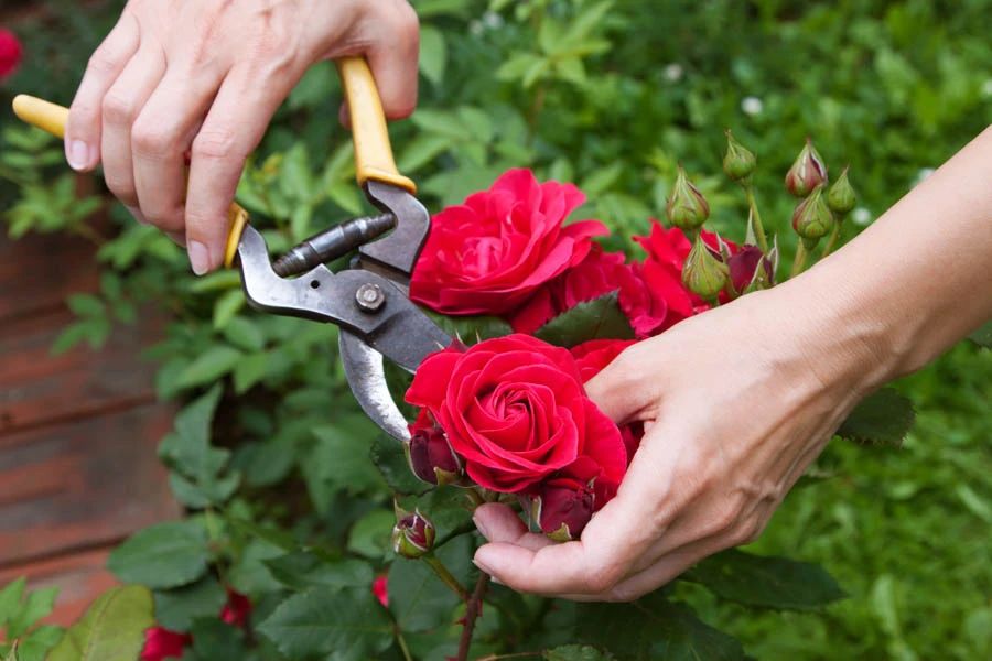 月季什么季节修剪最合适（月季花冬季修剪时间和方法）