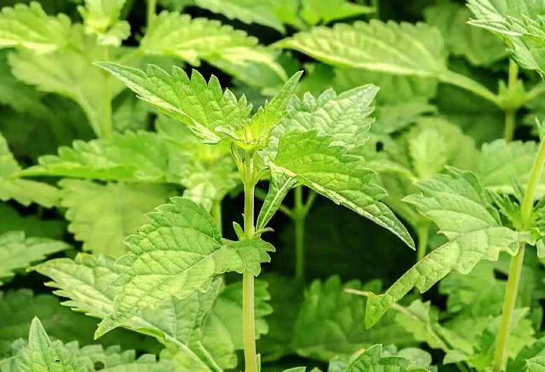 冬凌草怎么种植 冬凌草种植教程