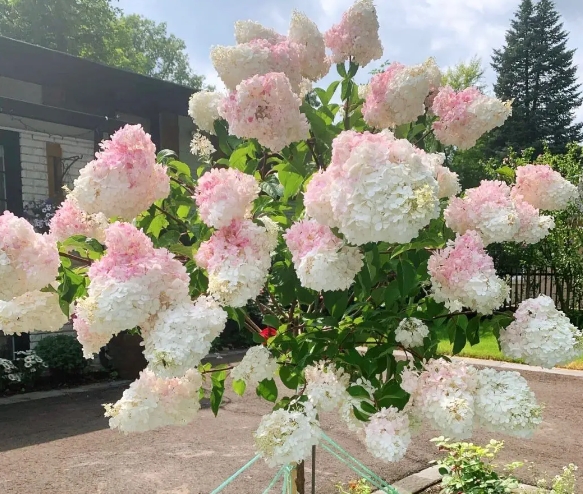 圆锥绣球石灰灯和香草草莓哪个好（圆锥绣球石灰灯详细介绍）