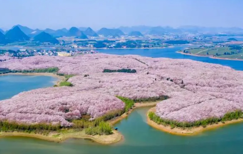 贵安樱花园在哪里 贵安樱花园游玩攻略