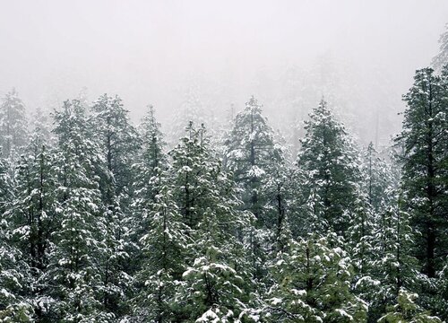 雪松冬天怎么浇水