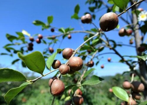 茶油树几年结果实