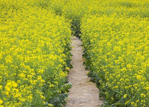 油菜是什么菜