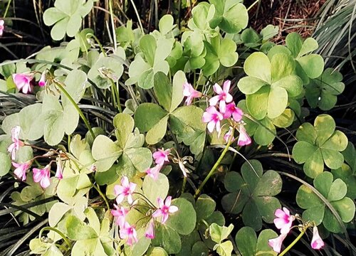 草头是什么菜