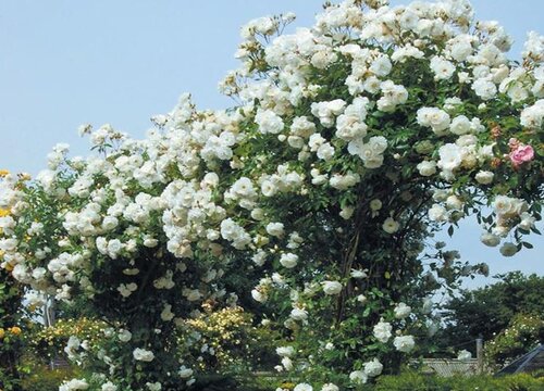 蔷薇花怎么修剪好看