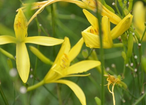 黄花菜是什么菜