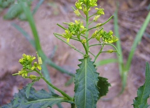 蔊菜是什么菜