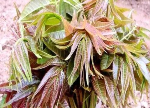 种植香春赚钱吗 种植效益分析