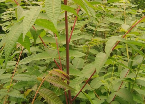 香椿种植时间和方法