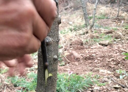 花椒树嫁接方法