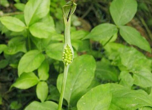 半夏种植技术和栽培方法 半夏生物学特性及栽培技术要点