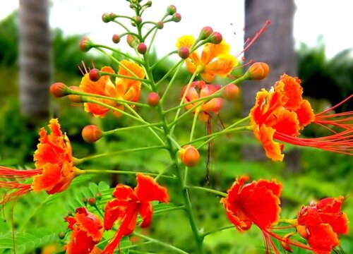 南方夏季适合种什么花 适合南方地区栽种的花卉