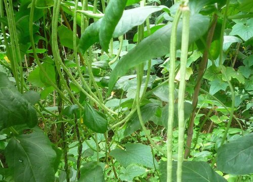 缸豆种植时间和方法 种植技术与管理方法