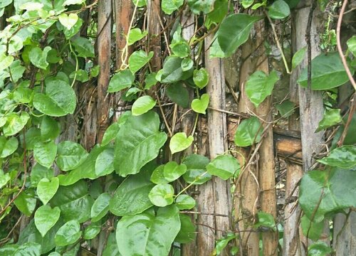 田七的种植方法和时间 栽培繁殖及管理方法