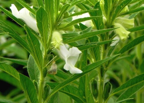 芝麻什么时候追肥合适