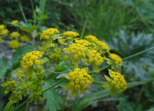 河北种植什么药材合适最赚钱 河北中草药种植项目简介